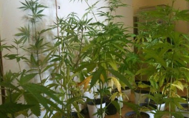 Αυτοσχέδιο θερμοκήπιο χασίς σε σπίτι στη Θεσσαλονίκη