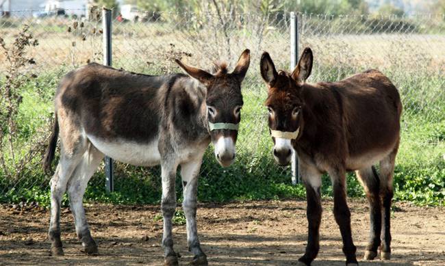 Ηράκλειο: Αναβλήθηκε η δίκη για κακοποίηση αλόγων και γαϊδουριών