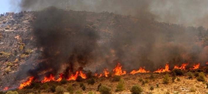 Πυρκαγιά στο Πευκοχώρι Χαλκιδικής- Έχουν καεί ήδη 6 στρέμματα δάσους