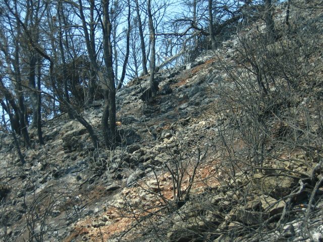 Φωτιά στην Πάρνηθα: Άφησε πίσω της στάχτη – Από θαύμα δεν κάηκαν σπίτια (εικόνες)