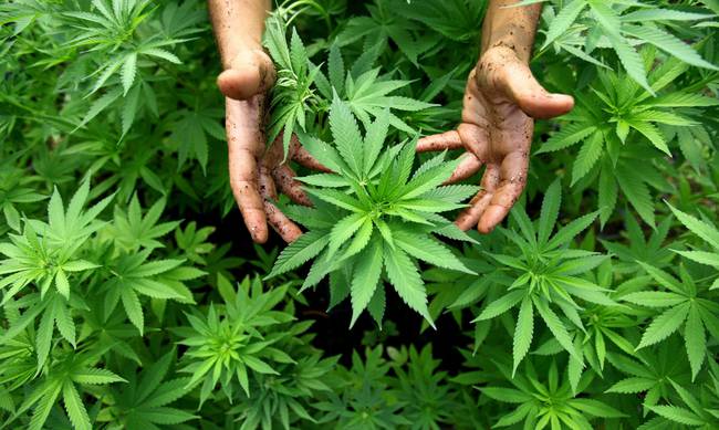 Ανήλικος είχε στην κατοχή του 10 κιλά ακατέργαστης κάνναβης