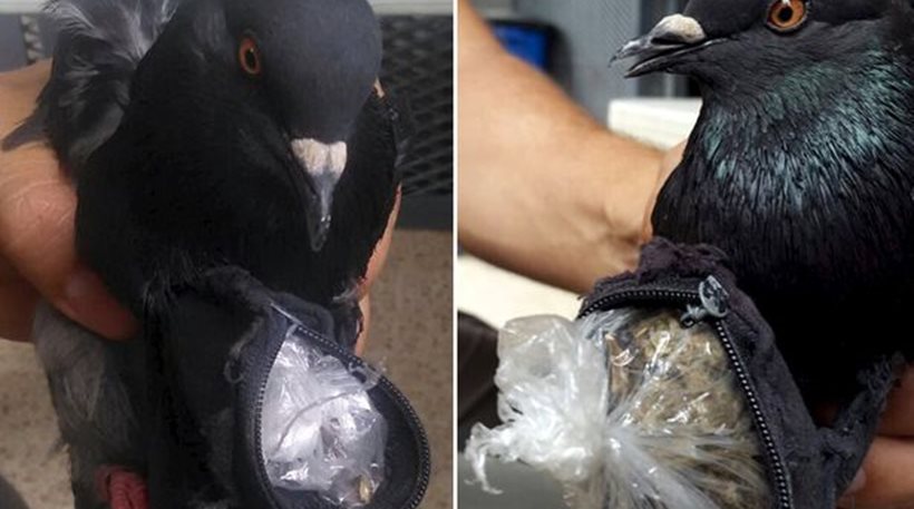 Περιστέρι «συνελήφθη» επειδή μετέφερε κοκαΐνη και κάνναβη σε κρατούμενους! [εικόνα]