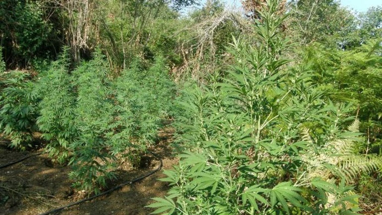 Αγρίνιο: Εντοπίστηκαν χασισοφυτείες με εκατοντάδες δενδρύλια