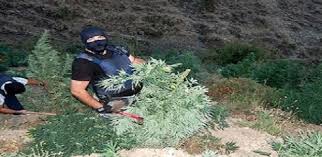 Η πολιτική της καταστολής του φαινομένου των χασισοκαλλιεργητών στη Κρήτη