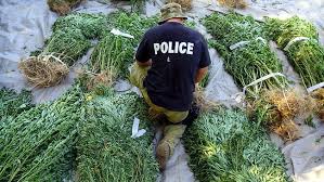 Φυτεία με (1.534) συνολικά δενδρύλλια κάνναβης στη θέση Αγ. Αντωνίου Δράκου του Τειχίου Φωκίδας.