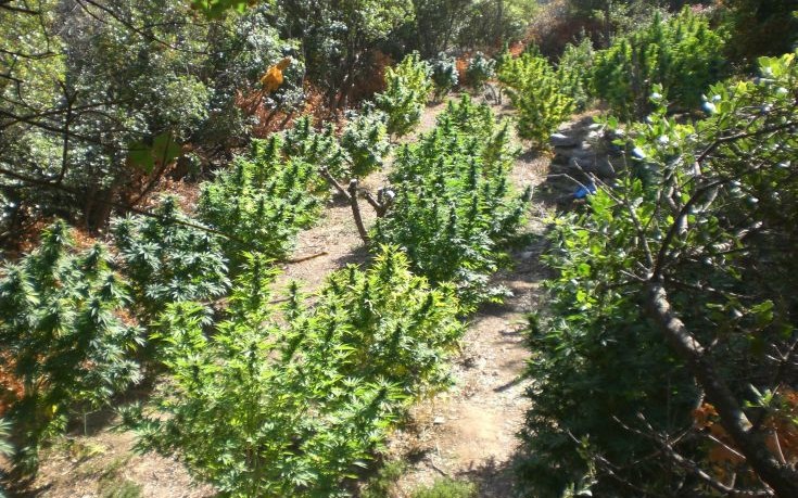 Ορεινή περιοχή της Άνδρου είχε μετατραπεί σε χασισοφυτεία