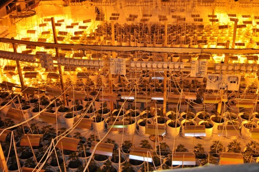 Κροάτες πίσω από τη μεγάλη χασισοφυτεία που βρέθηκε μέσα σε μαγαζί στο Ναύπλιο! (φωτο)