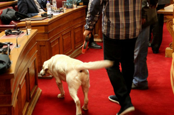 Το λευκό λαμπραντόρ της ΕΛ.ΑΣ. εν ώρα δράσης στην Κοινοβουλευτική Ομάδα του ΣΥΡΙΖΑ