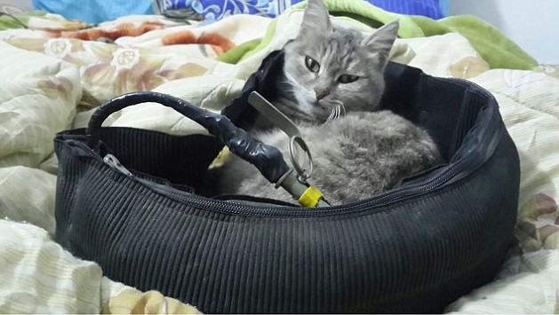 Κρυπτογραφημένα μηνύματα με σκοπό να προσεγγίσει νέους η ISIS με γάτες ανάμεσα σε βόμβες (φωτό)