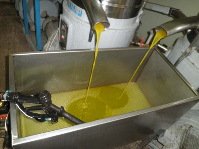 Είχαν ρημάξει τα ελαιοτριβεία της Αιγιαλείας