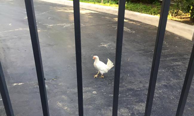 “Παριστάνετε τους κόκορες αλλά είστε κότες” -Γυναίκα πέταξε κότα στο προαύλιο του Μεγάρου Μαξίμου