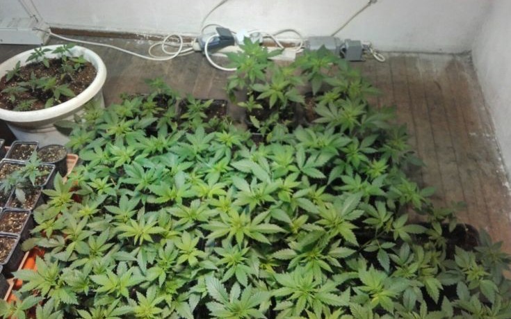 Είχε στο σπίτι του γλάστρες με 288 δενδρύλλια κάνναβης!