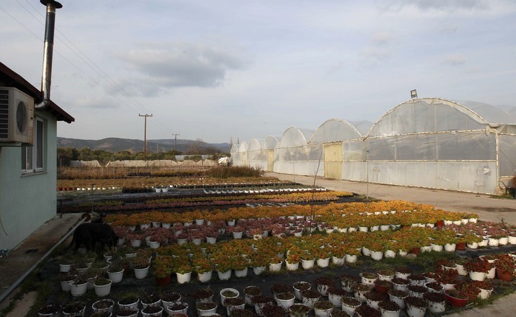 Ένα SMS και μια φωτιά οδήγησαν στο φυγά της Χαλκδικής