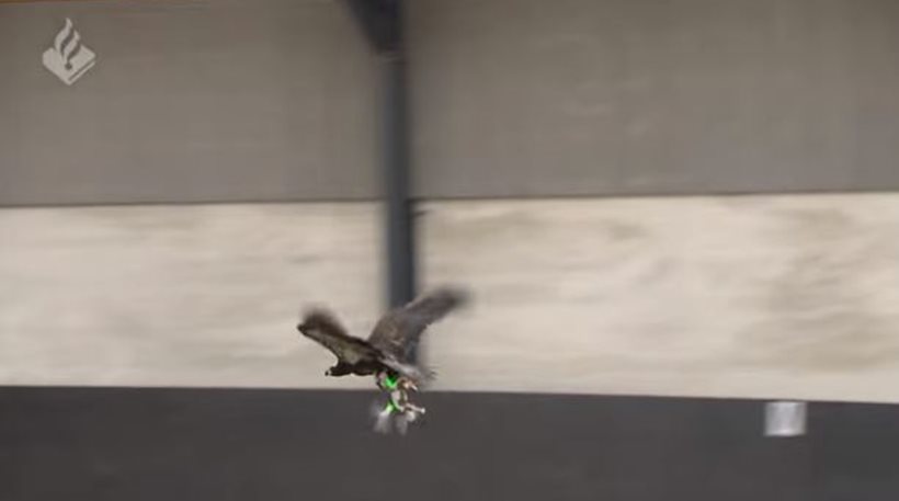 Ολλανδίκη αστυνομία: Στη μάχη κατά των drones και οι αετοί! [βίντεο]