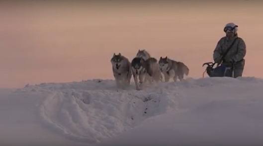 Σκυλιά χάσκι και τάρανδοι σε… κοινές ασκήσεις με το ρωσικό στρατό στην Αρκτική [βίντεο]