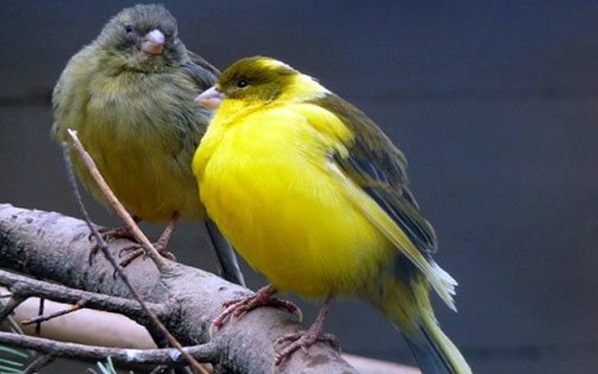 Συνελήφθη 32χρονος κλέφτης … καναρινιών