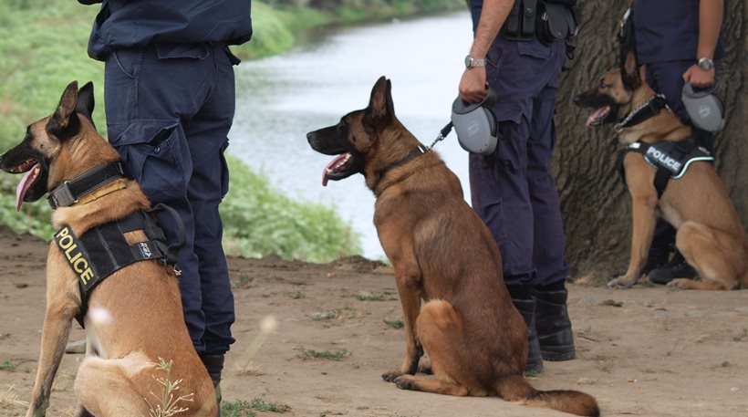 Βίντεο που καταγράφει την εκπαίδευση των σκύλων της ΕΛ.ΑΣ [φωτό, βίντεο]