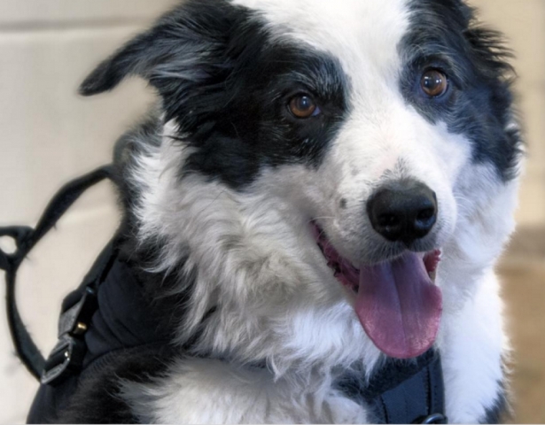 Το σκυλί που δουλεύει σαν … σκυλί σε αεροδρόμιο του Μίτσιγκαν [φωτό]