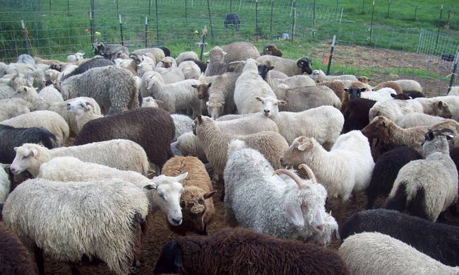 Μια πρωτότυπη ληστεία στη Ρόδο: Έκλεψαν 130 αρνιά και κατσίκια