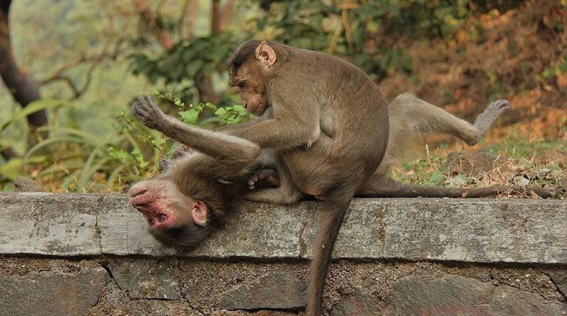 Τανζανία: Συνελήφθησαν δύο αδέρφια που προσπαθούσαν να εξάγουν πιθήκους