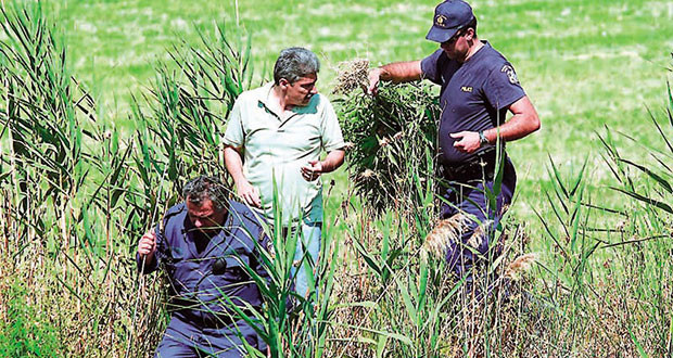 Ευρυτανία: Συνελήφθη 34χρονος που καλλιεργούσε χασισοφυτεία