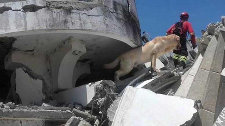 Dayko, το Labrador που έσβησε από εξάντληση αφού έσωσε 7 ανθρώπους από τον σεισμό στον Ισημερινό (φωτό)