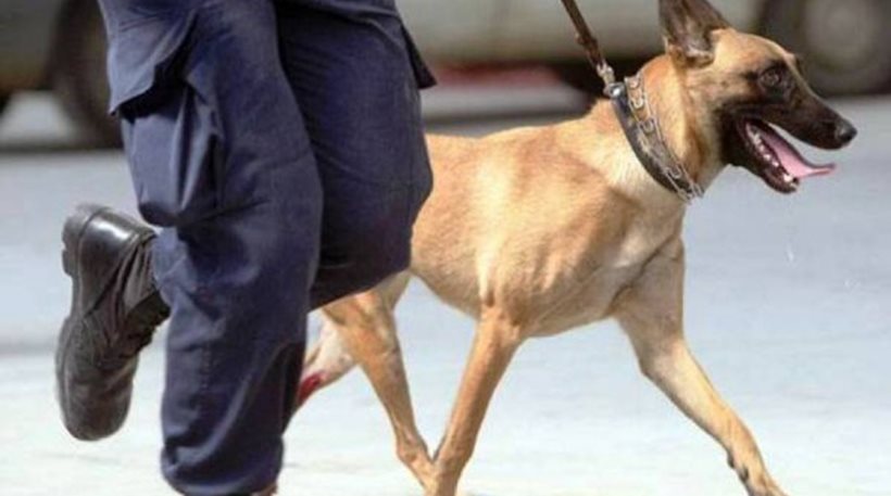 Χαλκίδα: Ο σκύλος της αστυνομίας βρήκε την ηρωίνη, το χασίς και τα όπλα