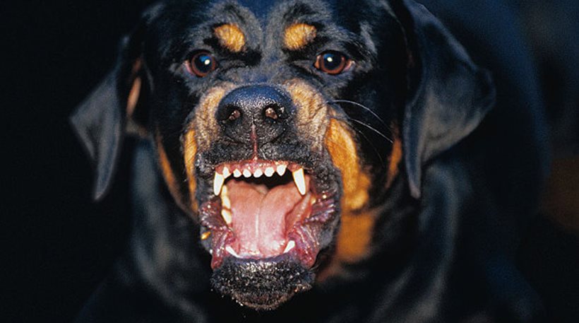 Τραγωδία στην Κοζάνη: Αγρια Ροτβάιλερ κατασπάραξαν 5χρονο αγοράκι!