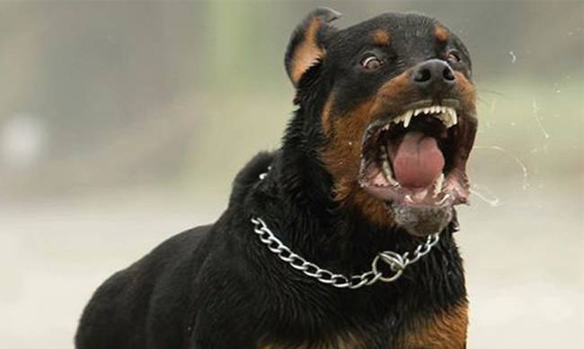 Κοζάνη: Με την κατηγορία της ανθρωποκτονίας εξ’ αμελείας αφέθηκε ελεύθερος ο ιδιοκτήτης των ροτβάιλερ