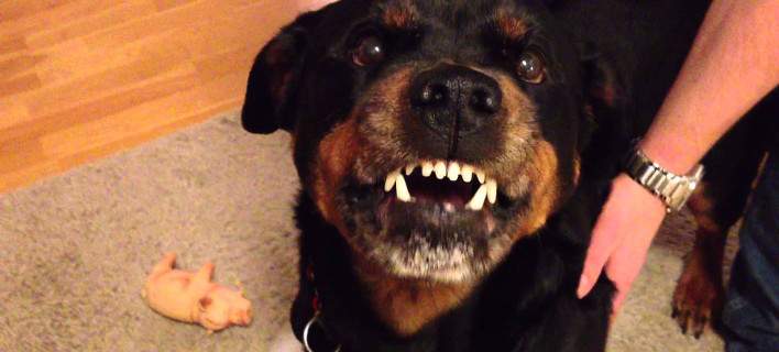 Νέα δεδομένα για την υπόθεση του 5χρονου: Από τρύπα φαίνεται να βγήκαν τα ροτβάιλερ που τον σκότωσαν [βίντεο]