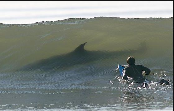 Βίντεο: Περίμενε το κατάλληλο κύμα αλλά ήρθε ο “Λευκός Θάνατος”…