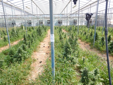 Η χασισοφυτεία- μαμούθ στο Λασίθι- Με γερανό μεταφέρονται τα χασισόδεντρα (vid)