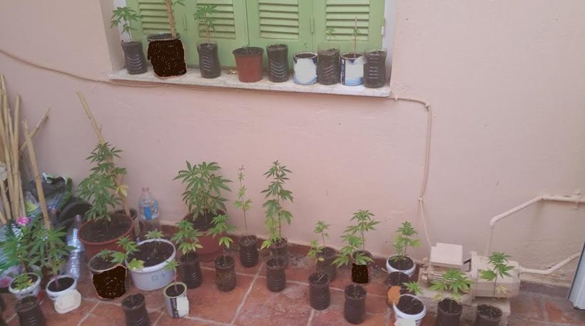 Ηράκλειο: Σύλληψη 39χρονου που είχε στον κήπο του χασισοφυτεία με 100 δενδρύλλια