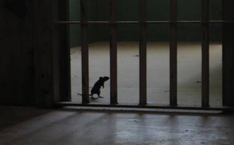 Ποντικός-«βαποράκι» σε φυλακή – Έτσι μετέφεραν τα ναρκωτικά στα κελιά (vid)