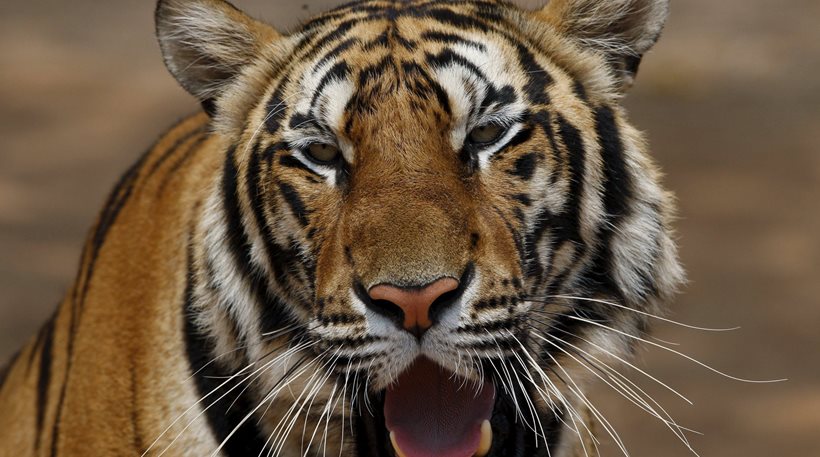 Βουδιστικός ναός στην Ταϊλάνδη εξέτρεφε τίγρεις και τις πουλούσε