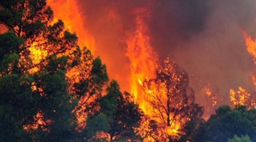 Χανιά: Στάχτη εκατοντάδες στρέμματα δάσους στην Κίσσαμο