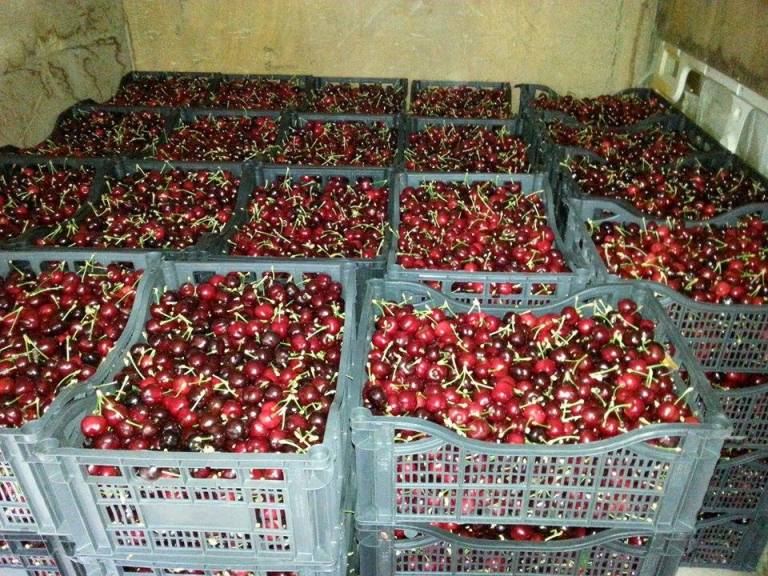 Πειραιάς: Δεσμεύτηκαν πάνω από 2.5 τόνοι κεράσια