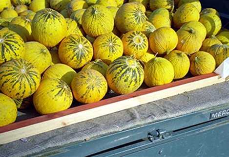 Αττική: Δέσμευση 1.5 τόνου πεπόνια χωρίς σήμανση