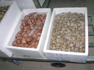 Θράκη: Κατασχέθηκε 1 τόνος οστρακοειδή ακατάλληλα για κατανάλωση και 3 συλλήψεις