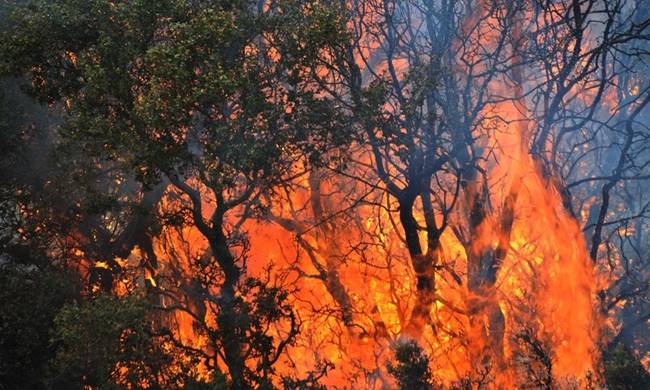 Εκπρόσωπος Π.Υ.: «Περίεργη η φωτιά στα Δερβενοχώρια»