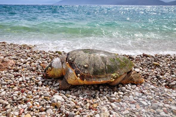 Σε δίκη παραπέμπεται ο ψαράς που βασάνισε μια χελώνα καρέτα – καρέτα