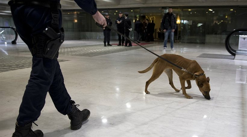 Με εκπαιδευμένους σκύλους θα αναζητούν τα μετρητά στο αεροδρόμιο