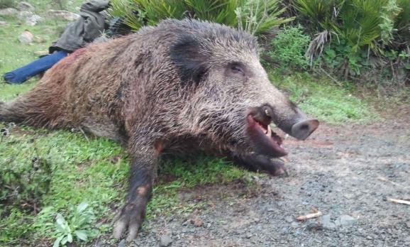 Κυπαρισσία: Σύλληψη δυο Αλβανών για παράνομη λαθροθηρία αγριόχοιρων