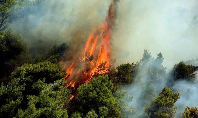 Φωτιά σε εξέλιξη στην Κηφισιά