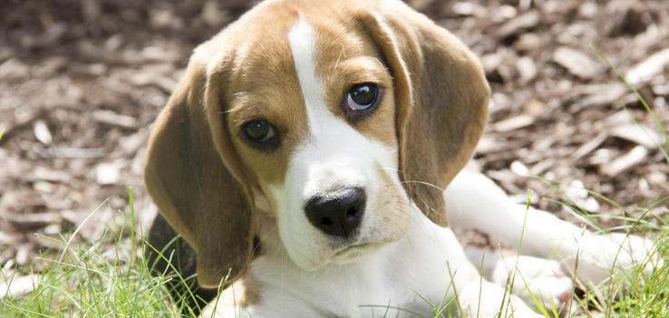 Άγνωστοι θανάτωσαν και έγδαραν σκυλιά στο Αγρίνιο