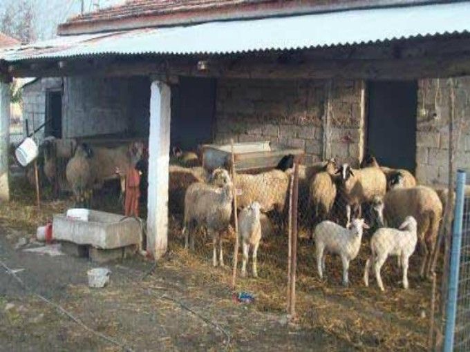 Ζωοκλέφτες άρπαξαν 80 πρόβατα σε χωριό του Ηρακλείου στην Κρήτη