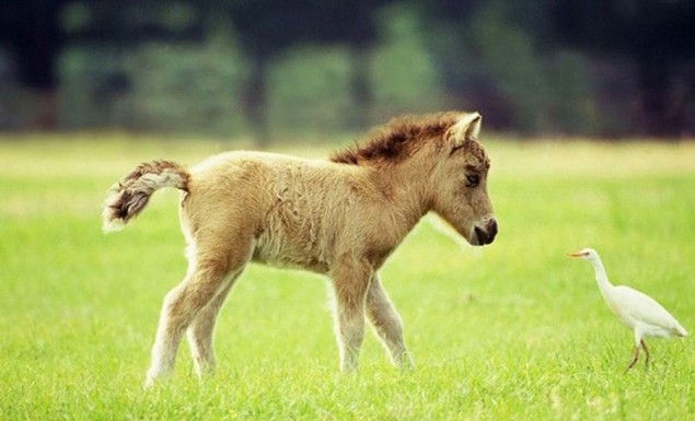 ΗΠΑ: 21χρονος συνελήφθη για τον βιασμό αλόγου – μινιατούρας!