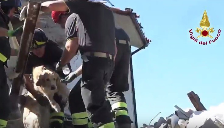 Ρομέο : Ο σκύλος που διασώθηκε από τα συντρίμμια 230 ώρες μετά τον μεγάλο σεισμό της Ιταλίας (vid)