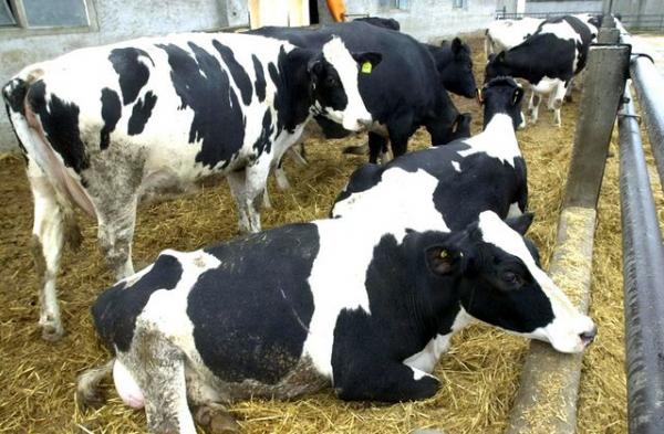 Έκλεψαν 70 αγελάδες από κτηνοτρόφο στην Αμφιλοχία