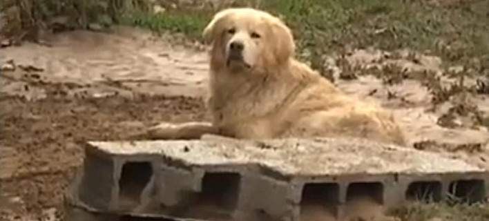 Λακωνία: Συγκινεί ο ελληνικός Χάτσικο – Έδειξε στα σωστικά συνεργεία το νεκρό αφεντικό του και δεν ήθελε να τον αφήσει [βίντεο]